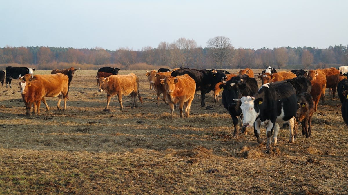 A group of cows grazing in a rural pasture during fall with a forest backdrop.